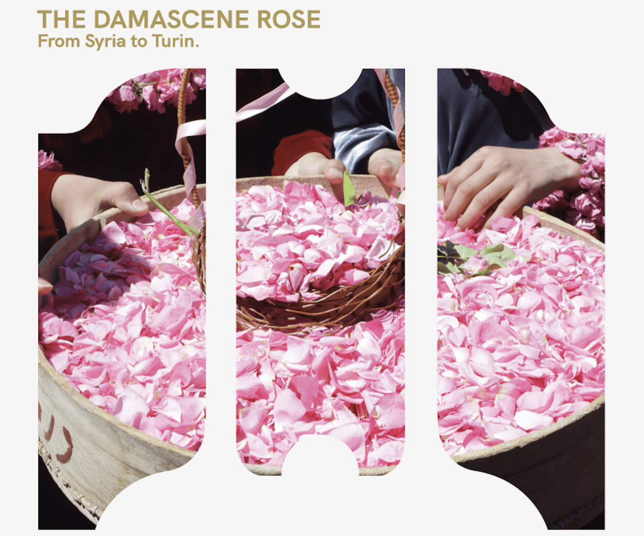 La rosa di Damasco. Dalla Siria a Torino - Musei Reali a Torino