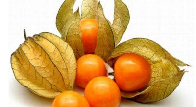 La-Straniera - frutta esotica torino